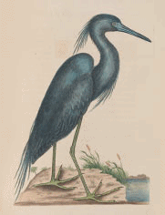 Featured images from Catesby's Natural History